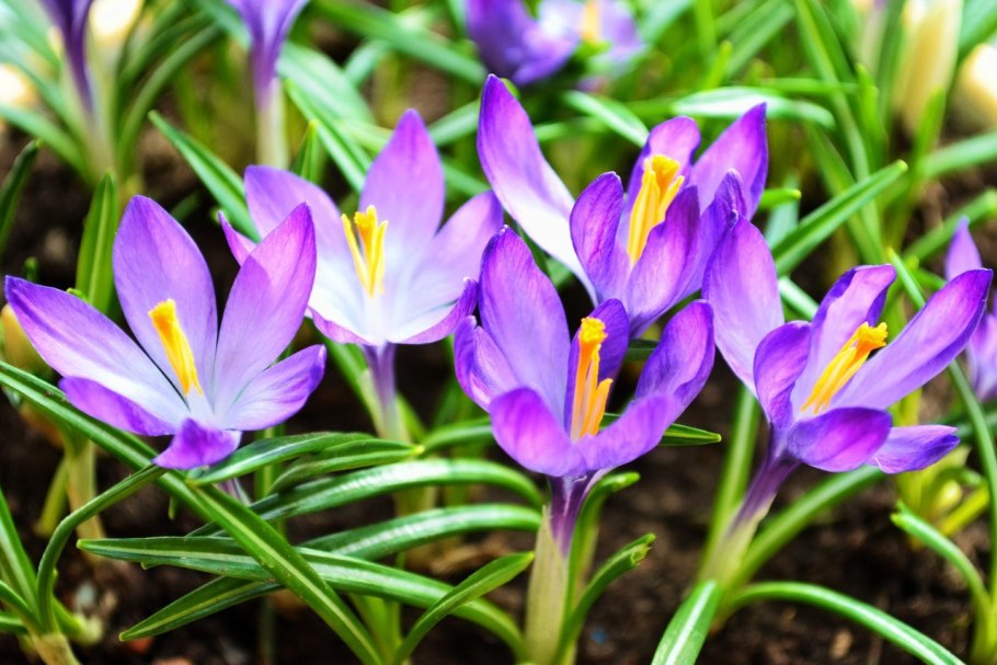 Первоцвет Первоцветные