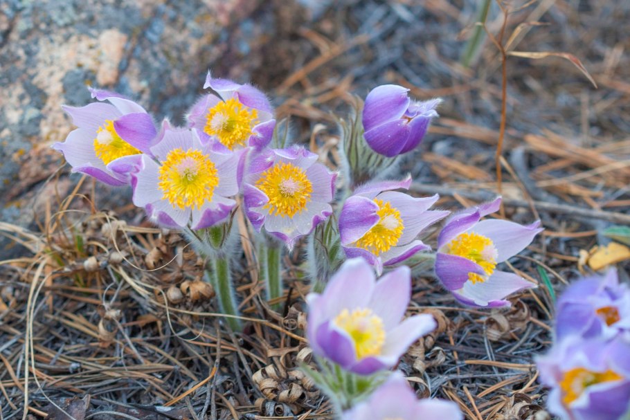Первоцветы Забайкалья
