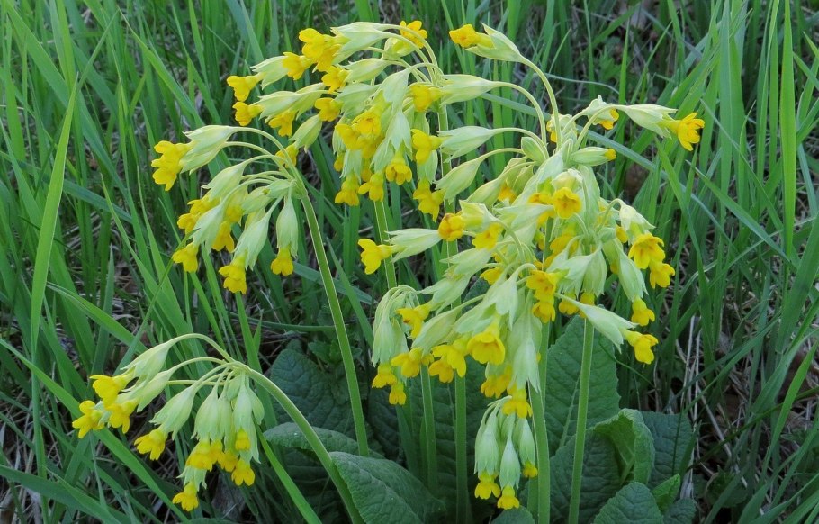 Примула Лесная первоцвет