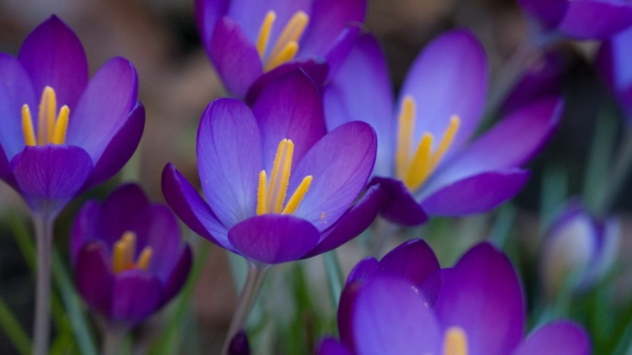 Весенние первоцветы крокусы