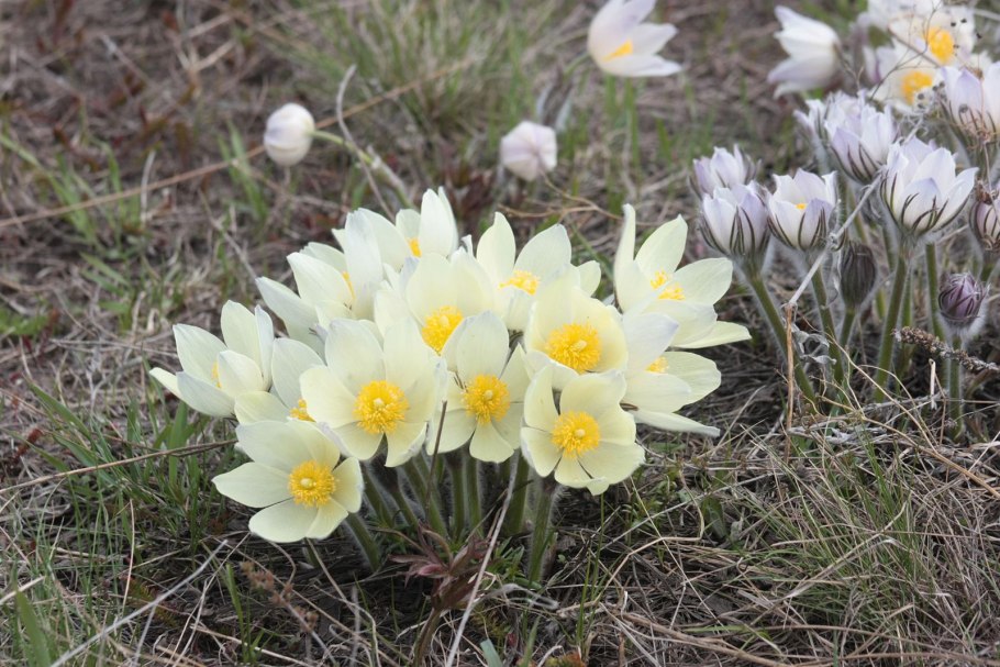 Первоцвет Первоцветные