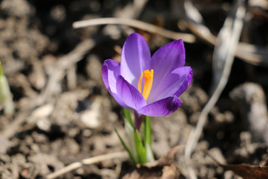 Сцилла и крокусы