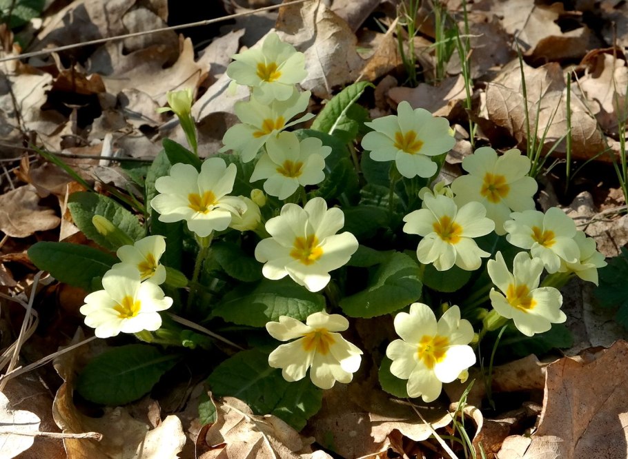 Первоцветные представители