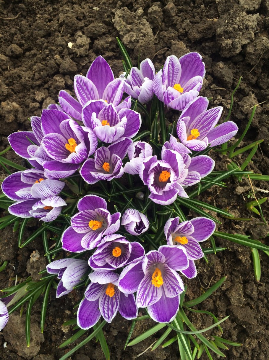 Крокусы и примула