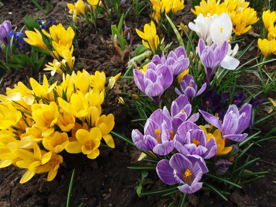 Крокусы и примула