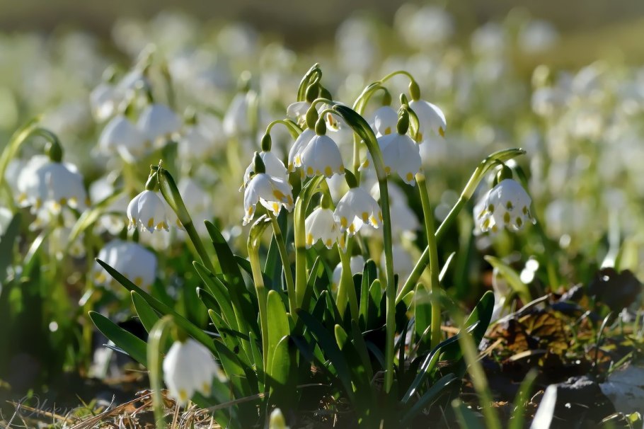 Примула Данберг