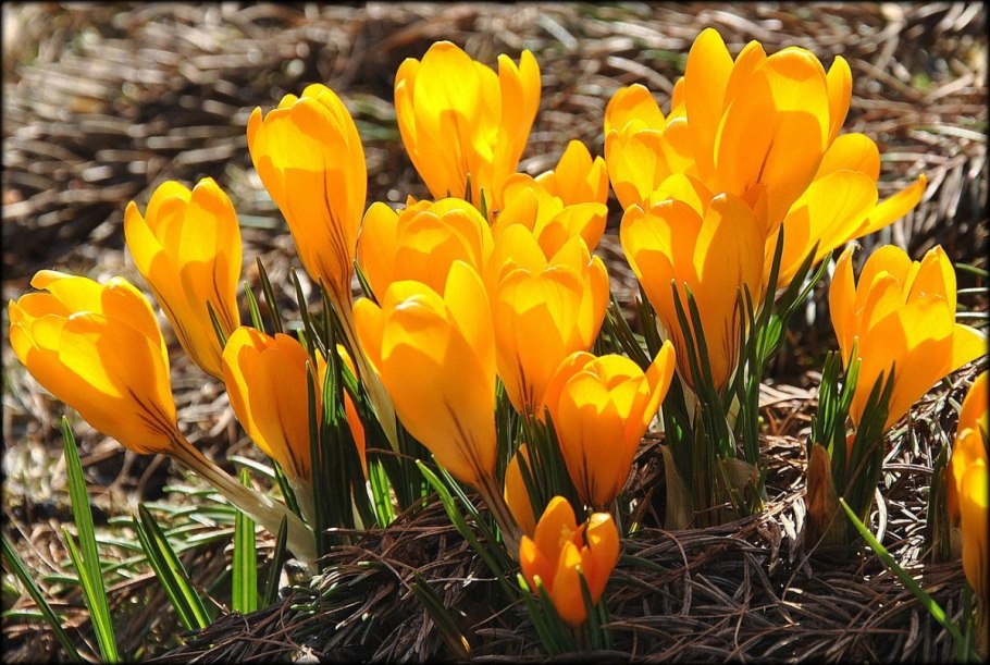 Первоцвет весенний примула Весенняя