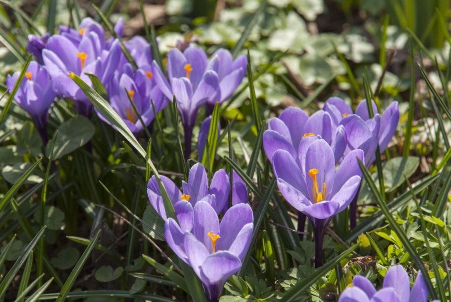 Первоцветы крокусы
