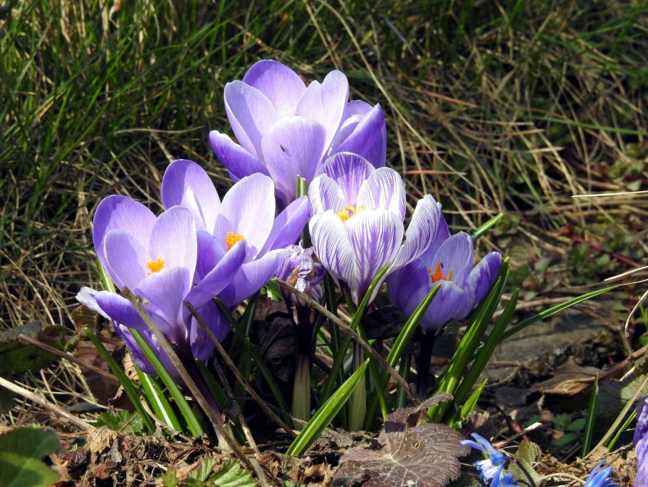 Первоцветы крокусы