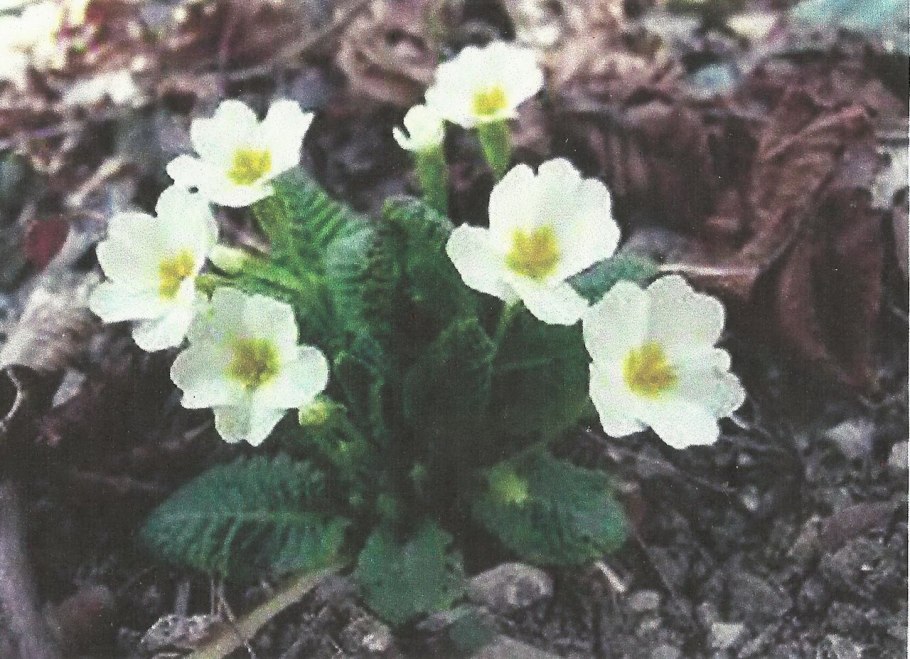 Весна подснежники первоцветы