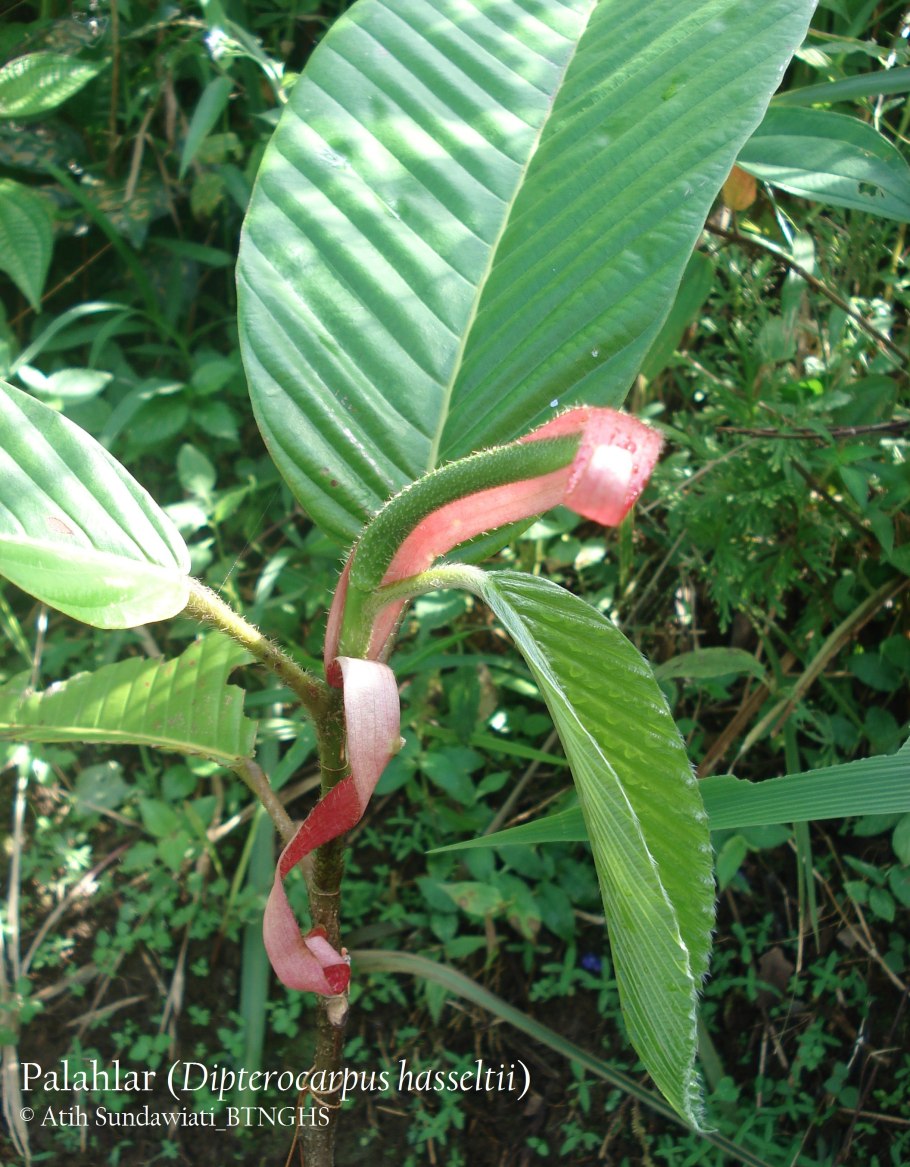 Диптерокарпус HDR