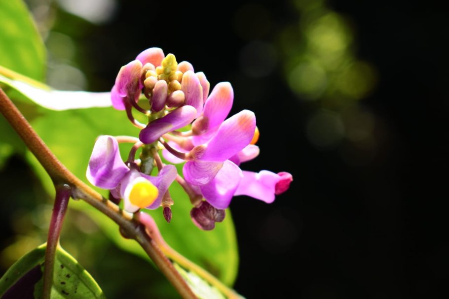 Диптерокарпус Керра