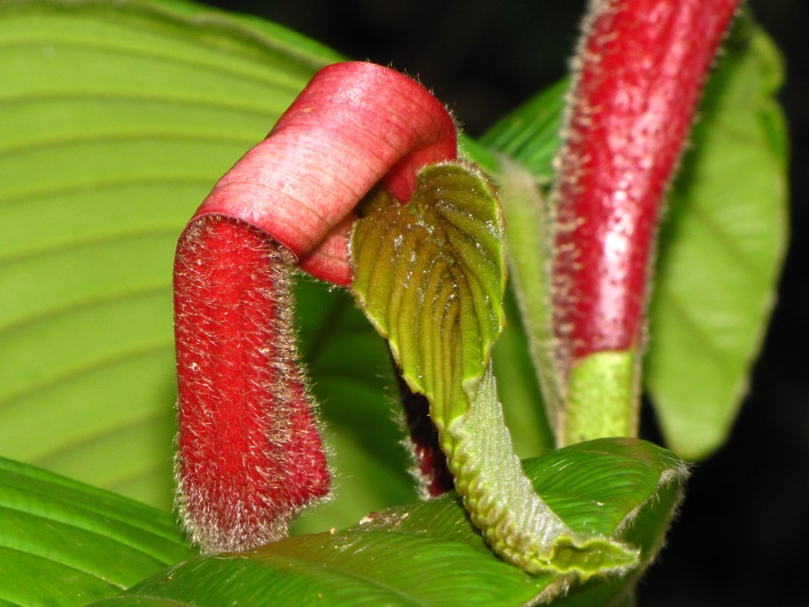 Dipterocarpus macrocarpus