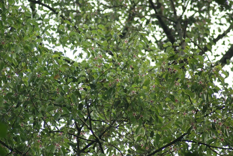 Китайский (Sousa chinensis)