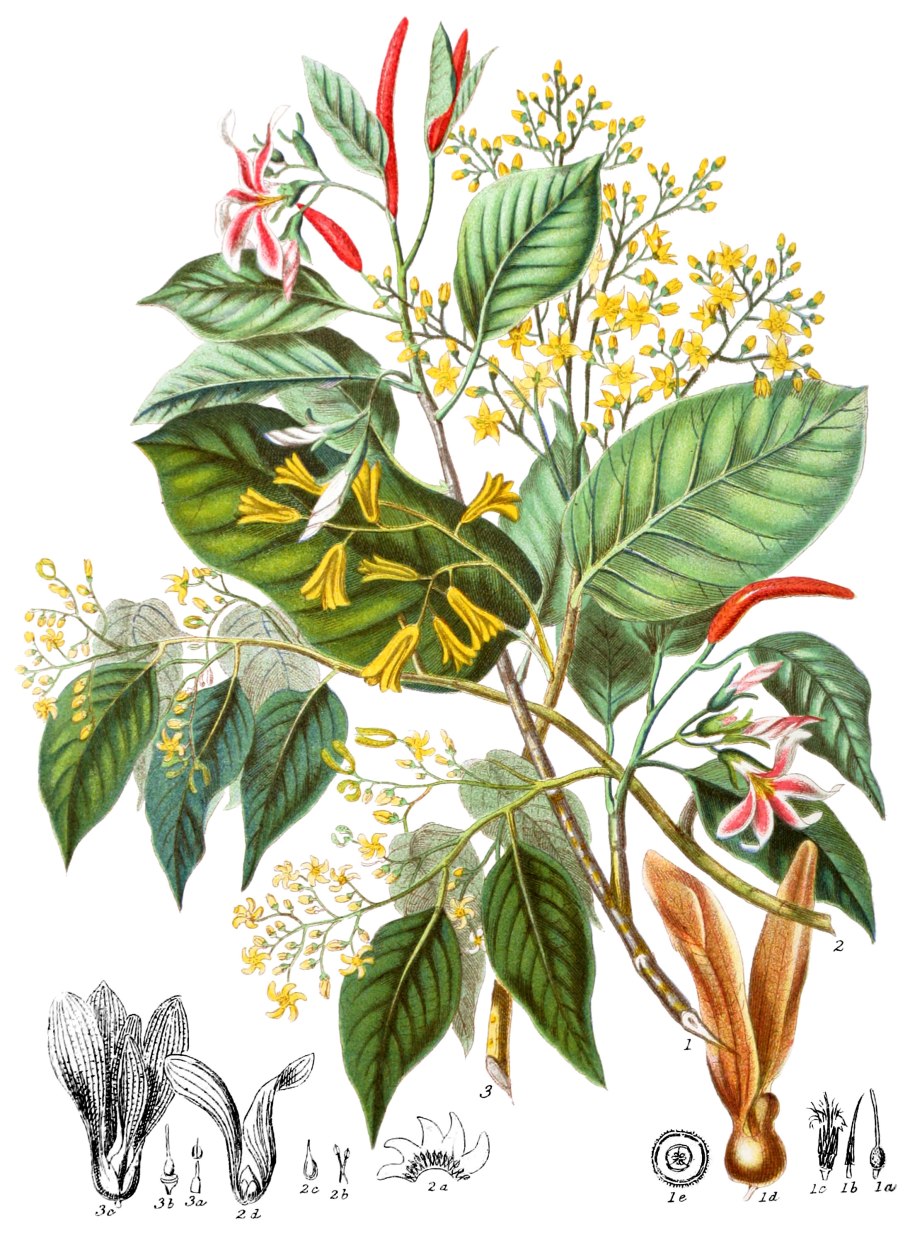 Сал (shorea robusta)