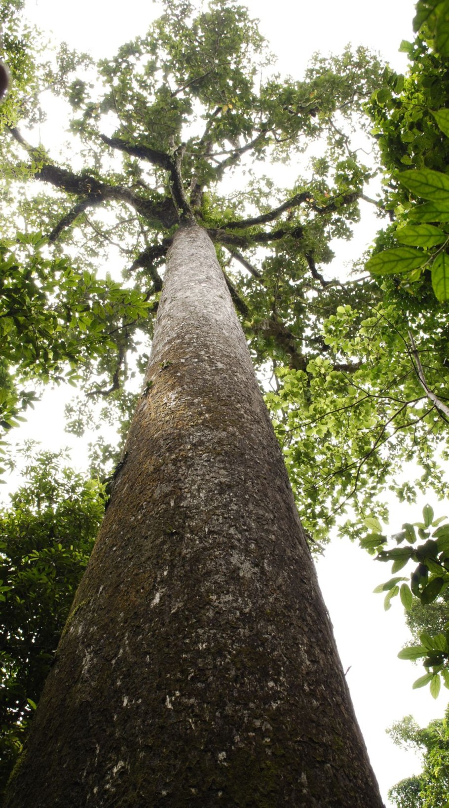 Shorea robusta дерево