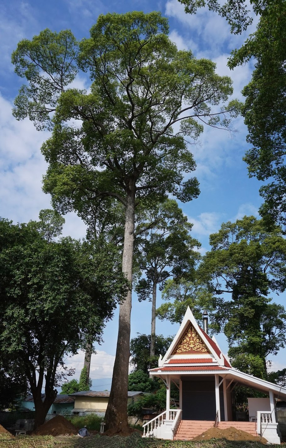 Dipterocarpus alatus