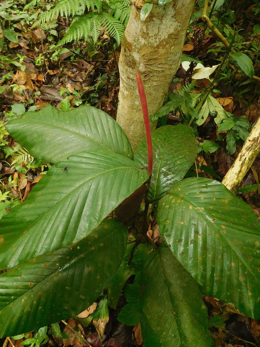 Dipterocarpus retusus