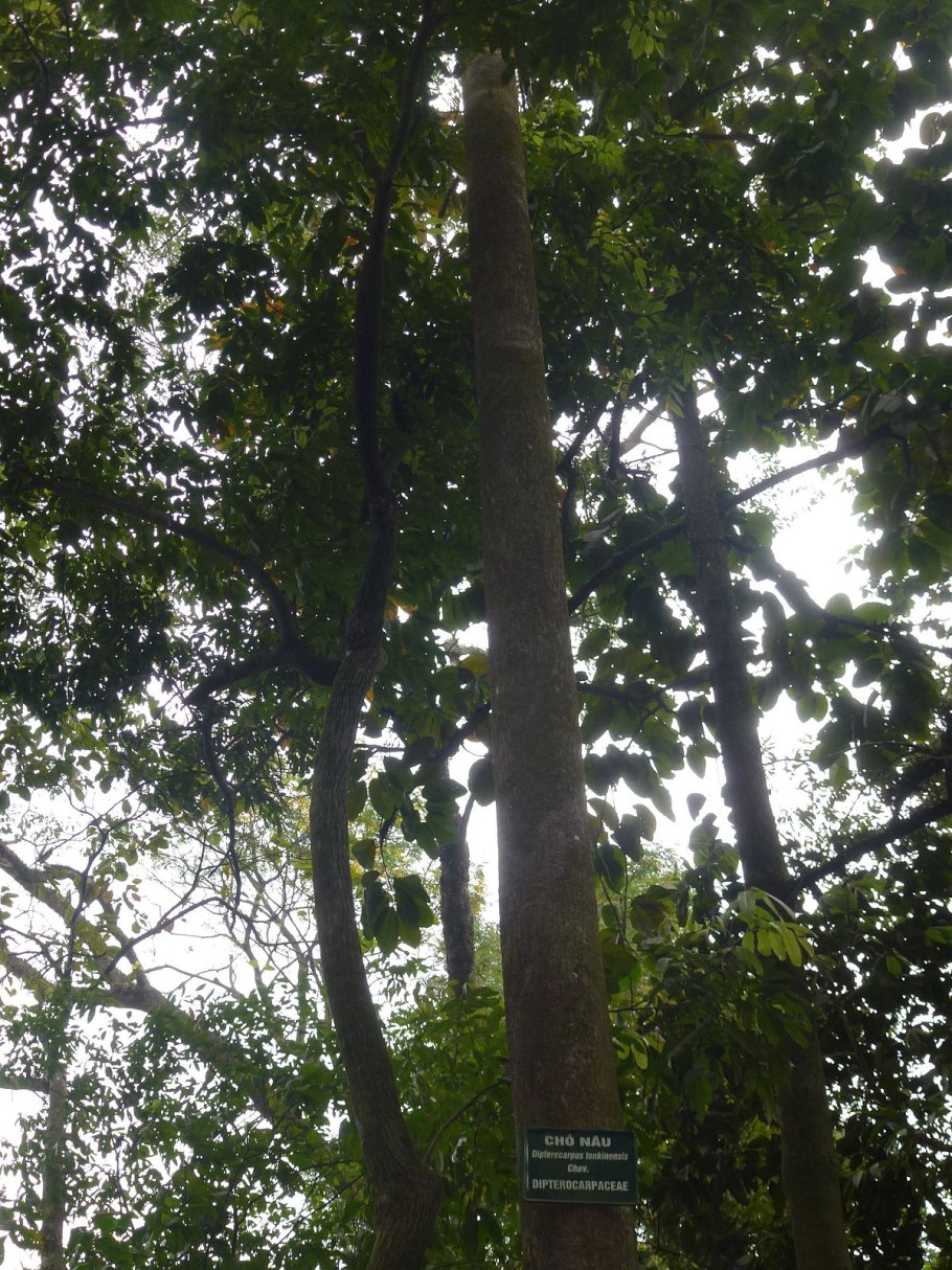 Dipterocarpus alatus. Ботаническая иллюстрация