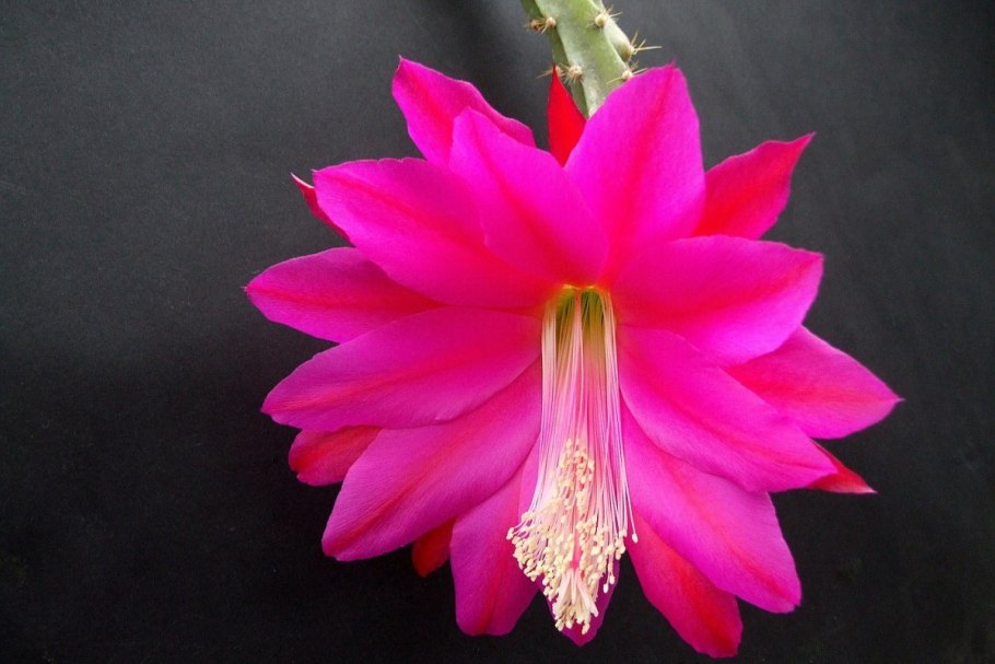 Эпифиллум Леписмиум