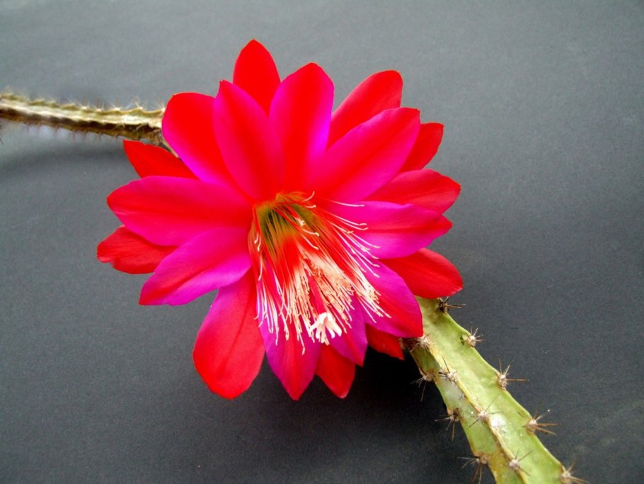 Гелиоцереус прекрасный