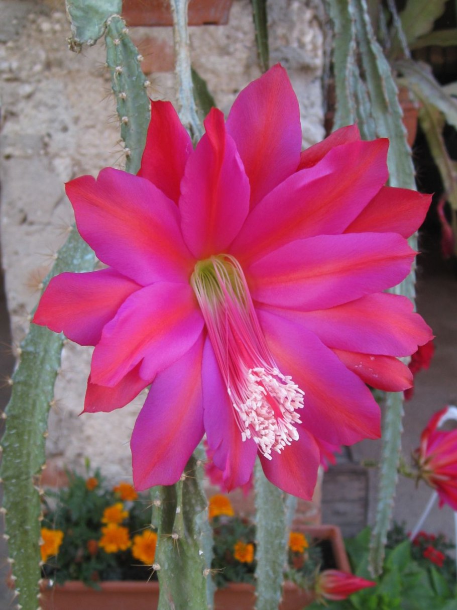 Кактус Гелиоцереус