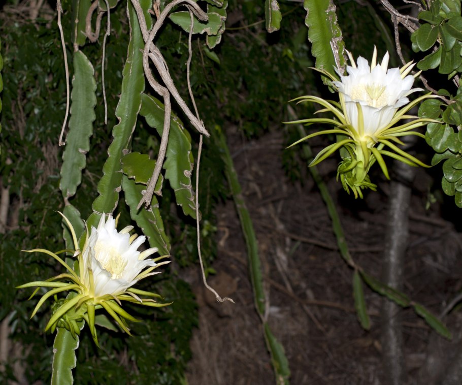 Апорокактус Мартиуса