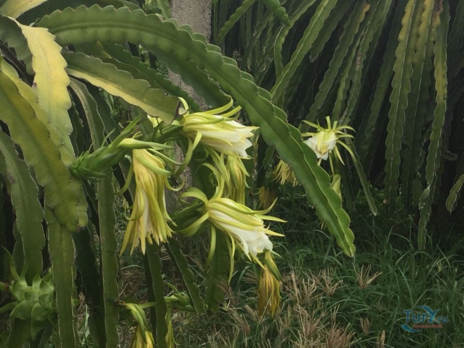 Апорокактус Концатти