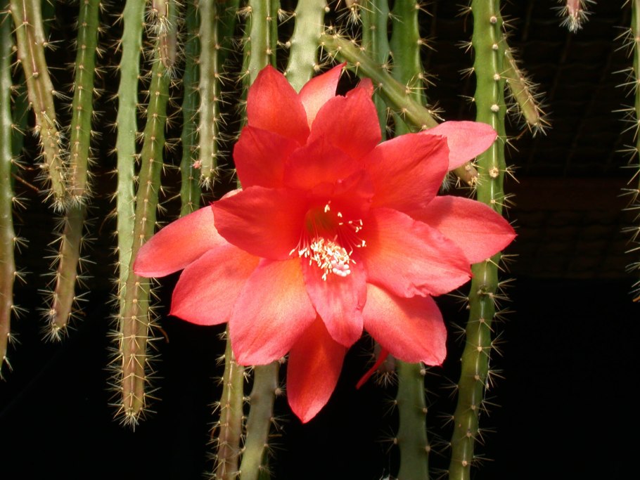 Кактус Copiapoa Montana