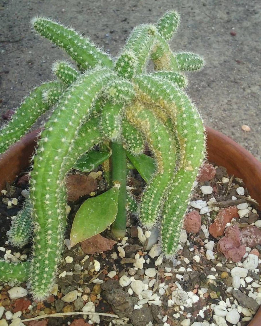 Гелиоцереус прекрасный