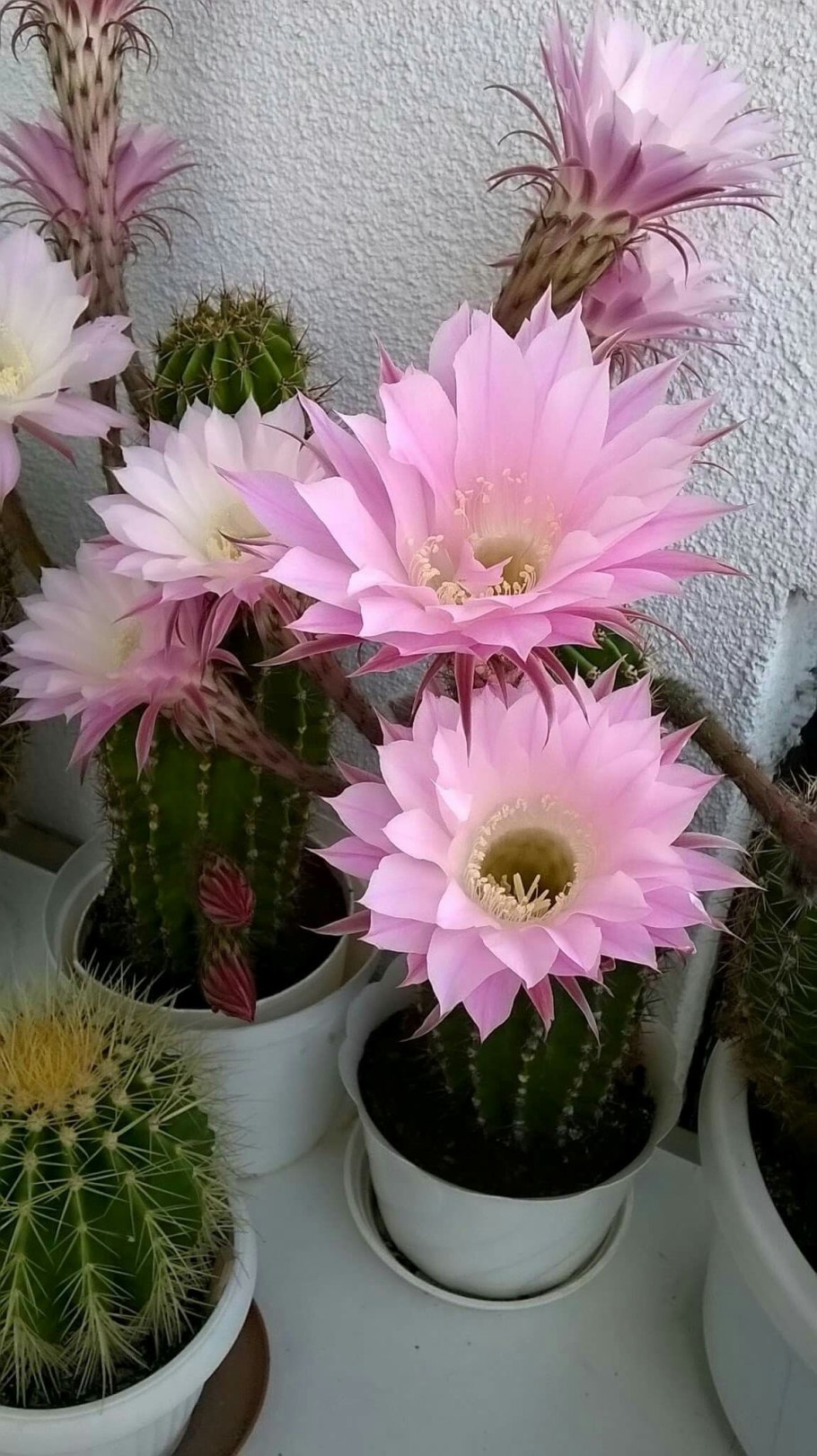 Эхинопсис оксигона