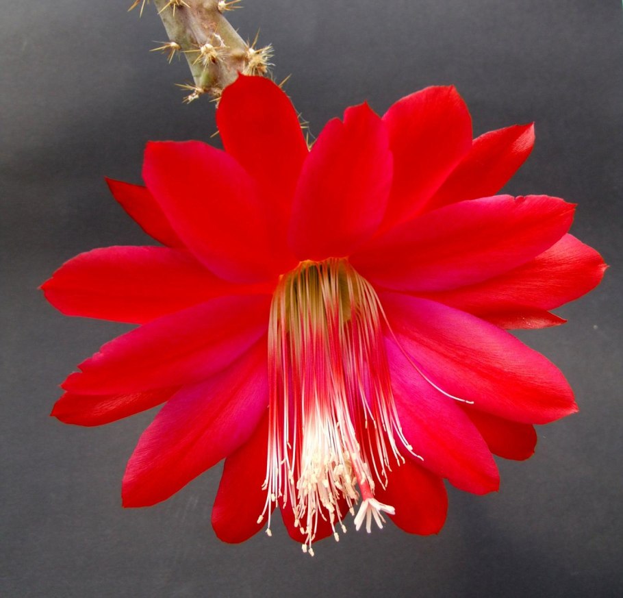 Эпифиллум WC Clark