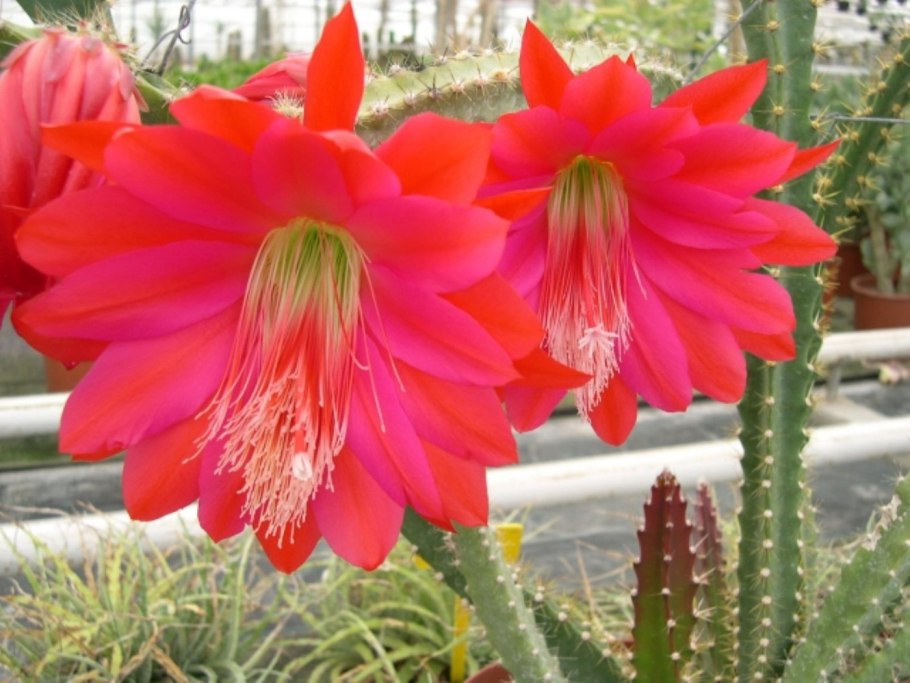 Гелиоцереус питахайя