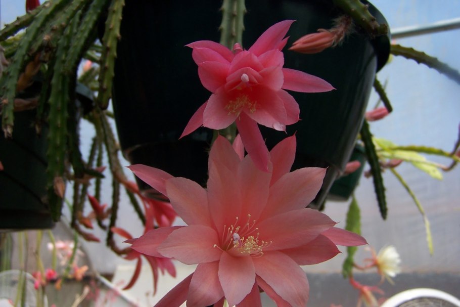 Апорокактус плетевидный