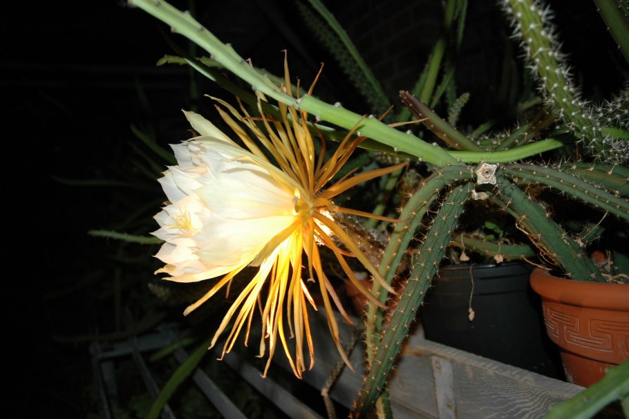 Эхинопсис острогранный