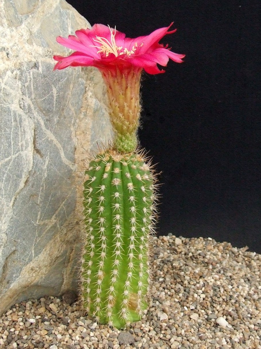 Селеницереус Валидус