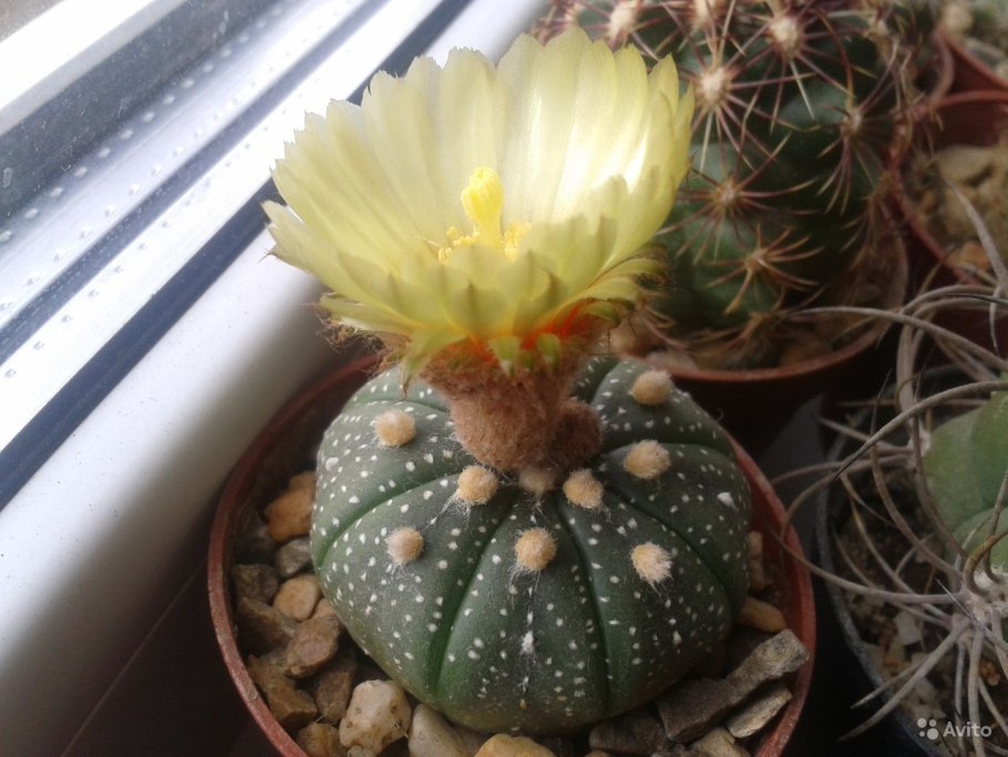 Hylocereus undatus (Гилоцереус, питайя, питахайя)