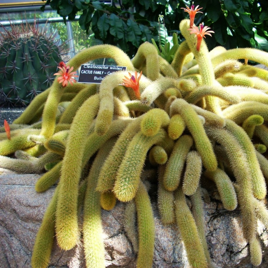 Апорокактус МАКДУГАЛЛА