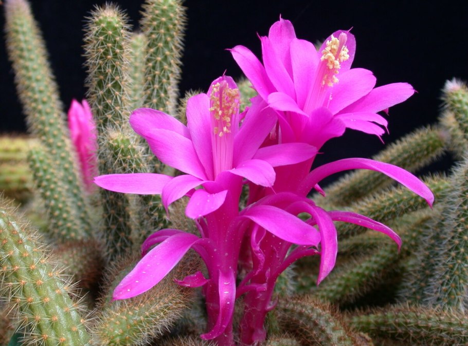 Cleistocactus Winteri
