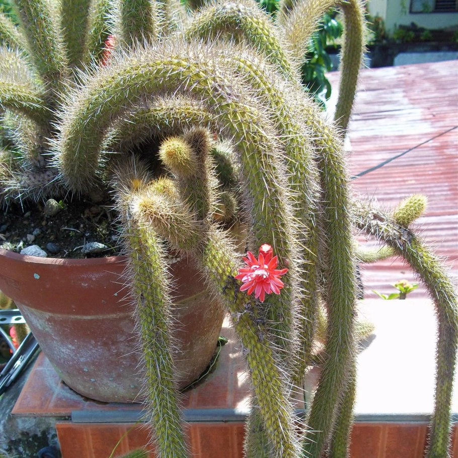 Кактус перескиопсис