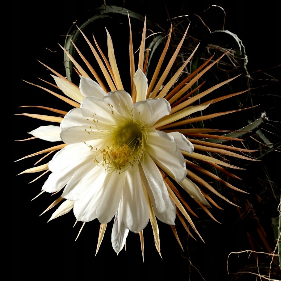 Кактус Wizard Cereus