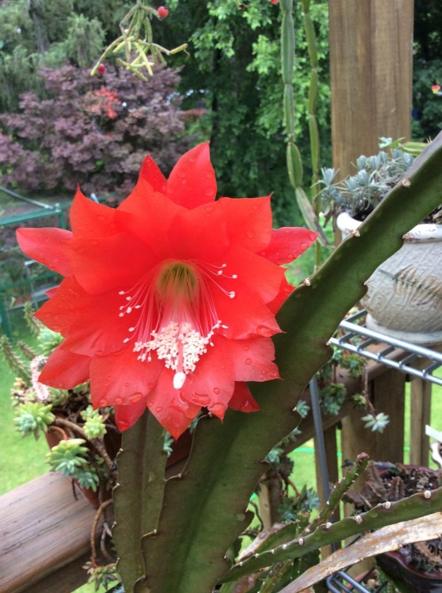 Дизокактус (Апорокактус)