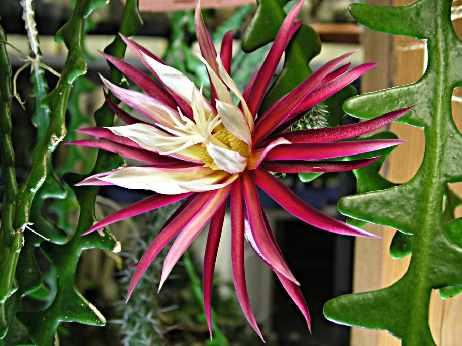 Эпифиллум Леписмиум