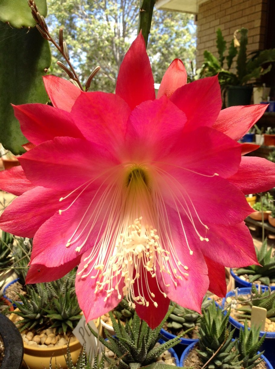 Дизокактус Аккерманна