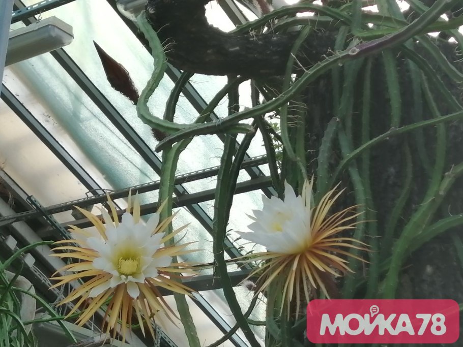 Селеницереус царица ночи