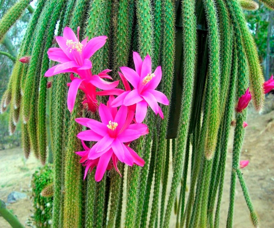 Кактус Селеницереус