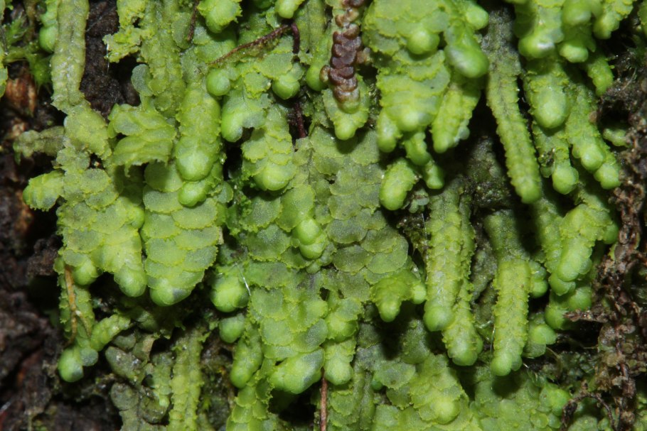 Юнгерманниевые печёночники