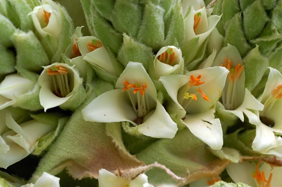 Родиола розовая - Rhodiola rosea l.