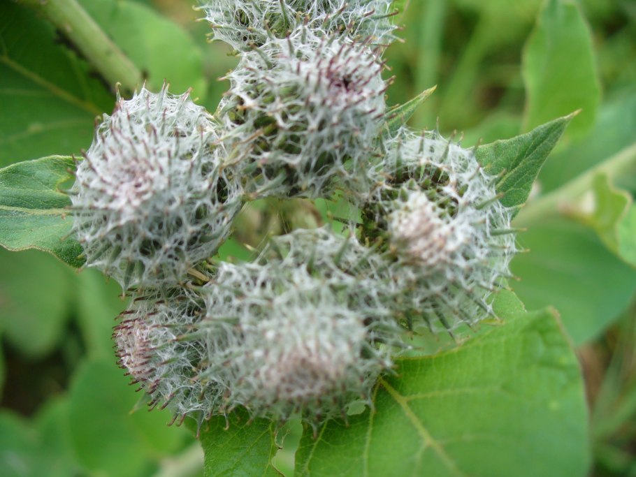 Ожика Лесная (Luzula sylvatica)