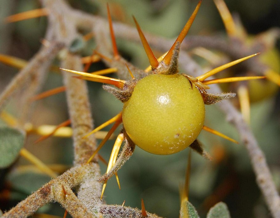 Дарлингтония Калифорнийская